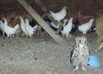Owl in chicken coop