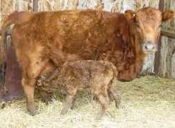 Rose and first bull baby calf