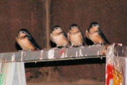 Swallows in Carport